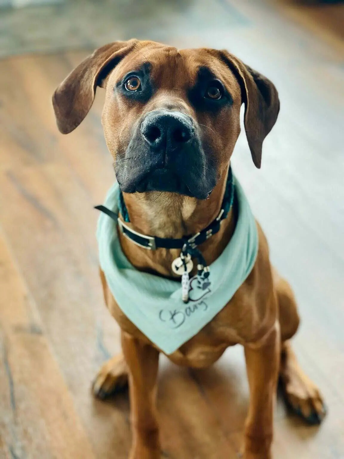Personalisiertes Hundehalsband aus Musselin mit Namensstickerei, weiches und stilvolles Accessoire für Hunde.