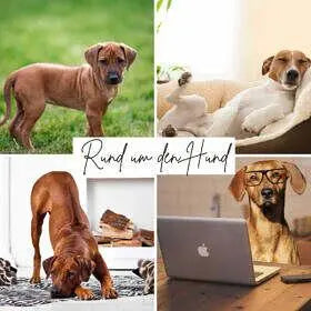 Rund-um-den-Hund Janines Fadenzauber