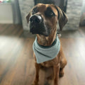 Personalisierte Hundehalstuch aus Waffelstoff von Mein Shop, mit buntem Design auf der abgebildeten Hundehalsung.