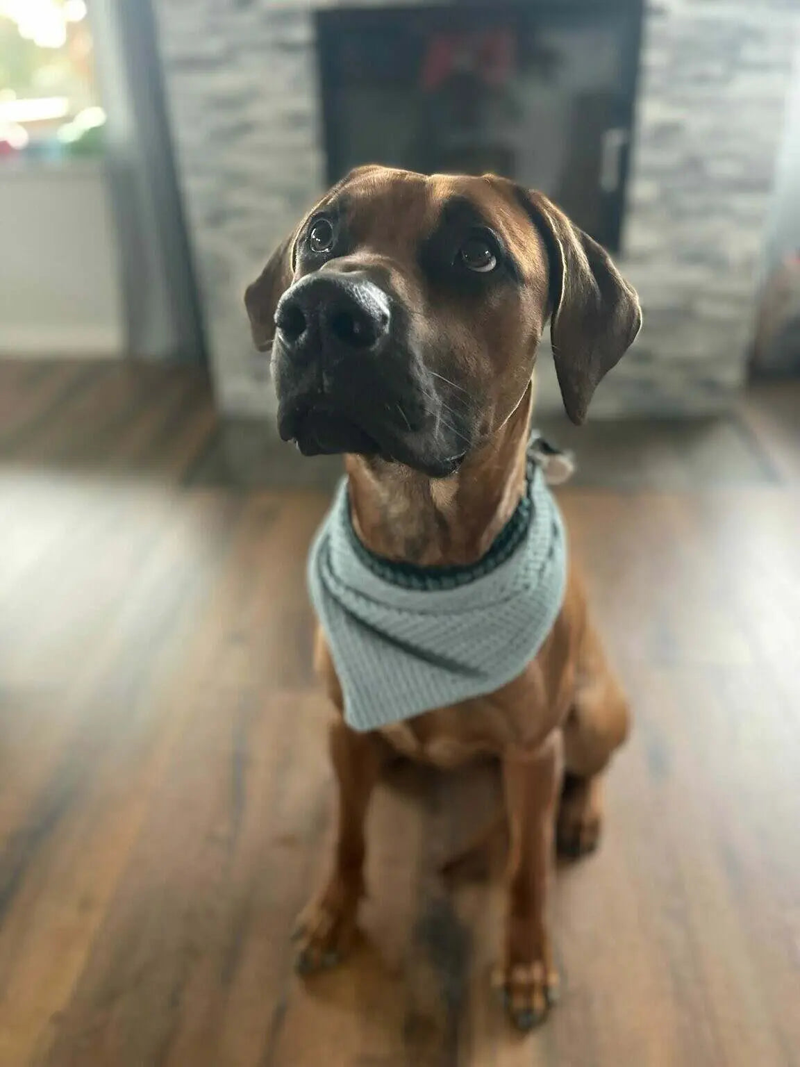 Personalisierte Hundehalstuch aus Waffelstoff von Mein Shop, mit buntem Design auf der abgebildeten Hundehalsung.