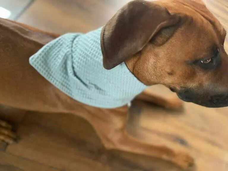 Personalisiertes Hundehalstuch aus Waffelstoff mit Name, weich und bequem für Hunde, in verschiedenen Farben, von Mein Shop